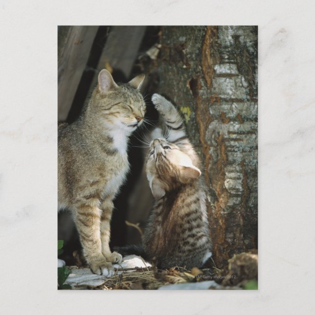 Cat and Kitten by Tree Postcard (Front)