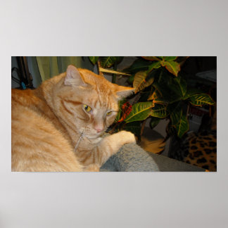 Cat and Mouse Humour Poster