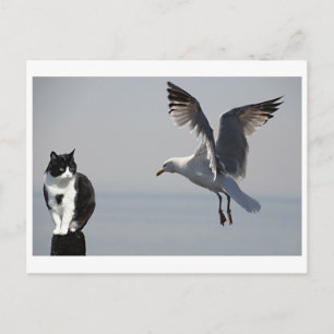 Cat and Seagull, Portpatrick, Scotland, UK Postcard