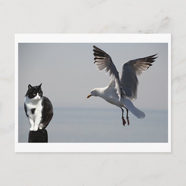 Cat and Seagull, Portpatrick, Scotland, UK Postcard (Front)
