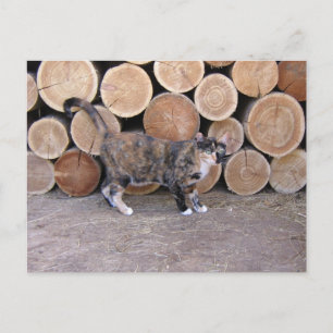 Cat and woodpile postcard
