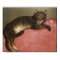Cat Art Poster/Print: Stretched Cat by Steinlen