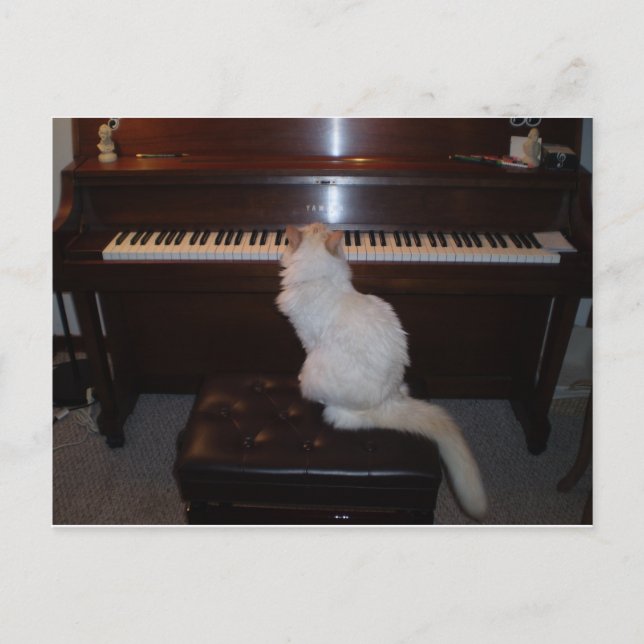 Cat at Piano Postcard (Front)