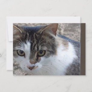 Cat at the window Card
