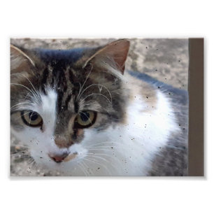Cat at the window photo print