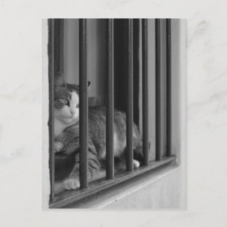 Cat at Window Postcard