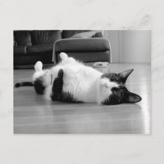 Cat Attitude Postcard