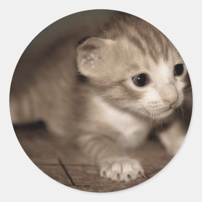 cat baby 2 classic round sticker (Front)