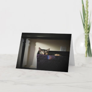 Cat Basket, card