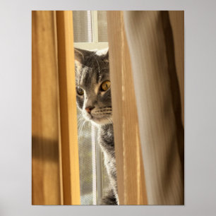 Cat Behind Curtain Poster
