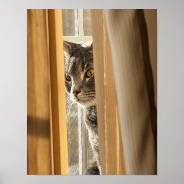 Cat Behind Curtain Poster (Front)