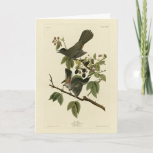 Cat Bird (Grey Catbird) Audubon's Birds of America Card