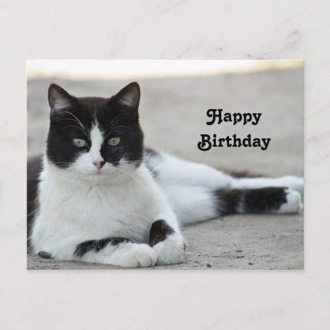 Cat Black and White Tuxedo Photo Birthday Postcard (Front)