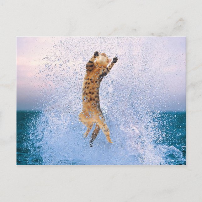 Cat Breaching Postcard (Front)