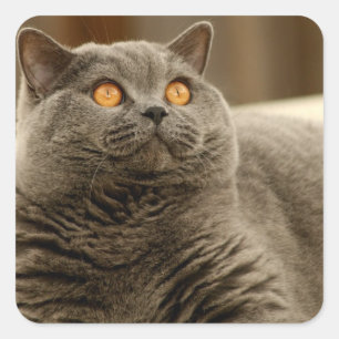 Cat: British Shorthair Cat Square Sticker