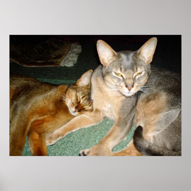 Cat Brother and Sister Poster (Front)