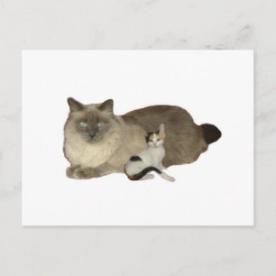 Cat Buddies Postcard