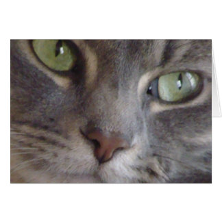 Cat Card