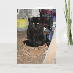 Cat Card