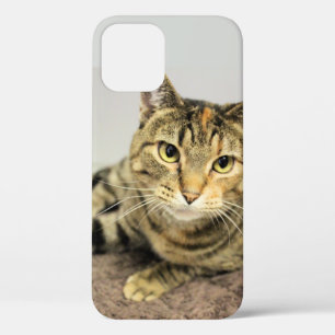Cat iPhone 12 Case