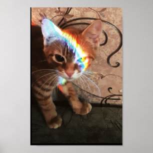 cat, cats, funny, cute, kitty, kitten, black cat,  poster