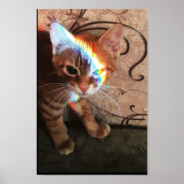 cat, cats, funny, cute, kitty, kitten, black cat,  poster (Front)