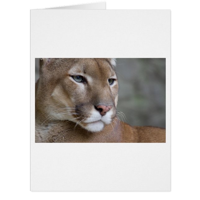 Cat Cats wild stripe print diy Anniversaries (Front)