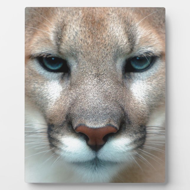 Cat Cats wild stripe print diy Anniversaries Plaque (Front)