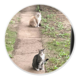 Cat Ceramic Knob