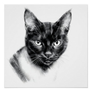 Cat Charcoal Poster