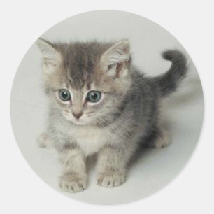 CAT CLASSIC ROUND STICKER