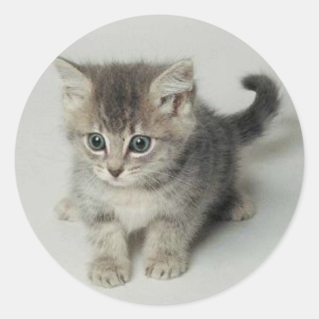 CAT CLASSIC ROUND STICKER (Front)