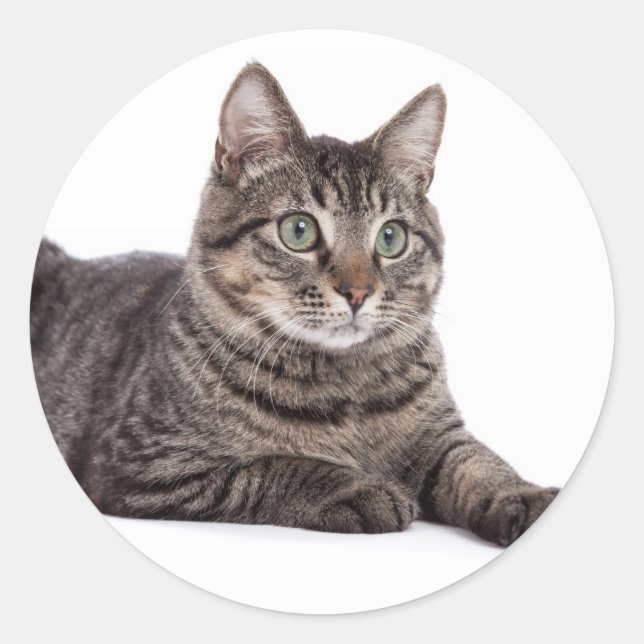 Cat Classic Round Sticker (Front)