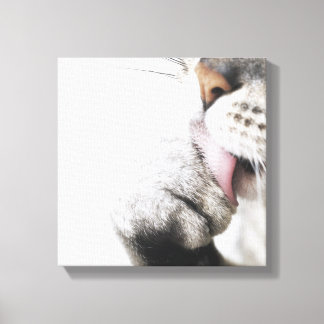 Cat cleaning paw, close-up canvas print
