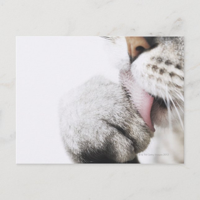 Cat cleaning paw, close-up postcard (Front)
