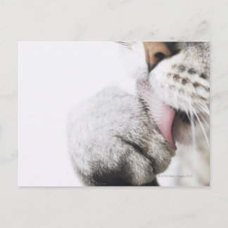 Cat cleaning paw, close-up postcard