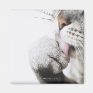 Cat cleaning paw magnet