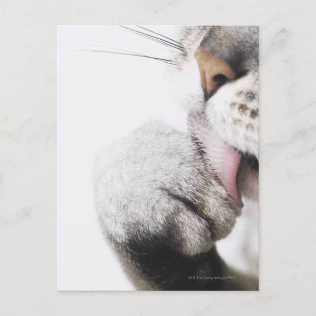 Cat cleaning paw postcard (Front)