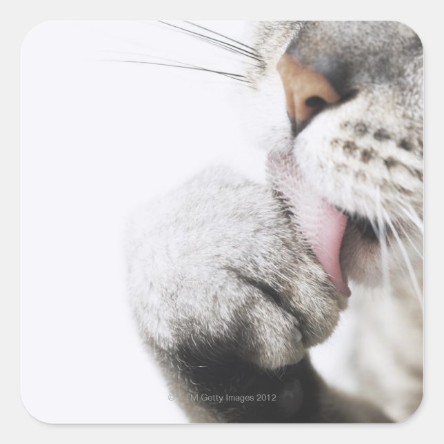 Cat cleaning paw square sticker (Front)