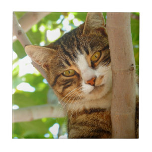 Cat Climbing a Tree Tile