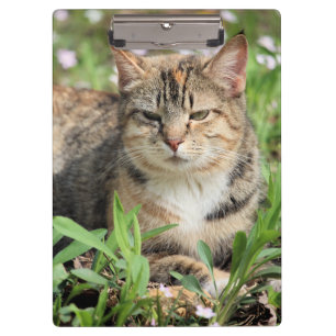 Cat Clipboard