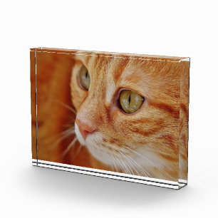 Cat closeup photo block