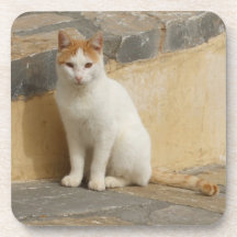 Cat Coasters