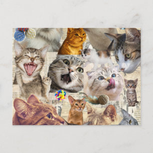 Cat Collage Postcard