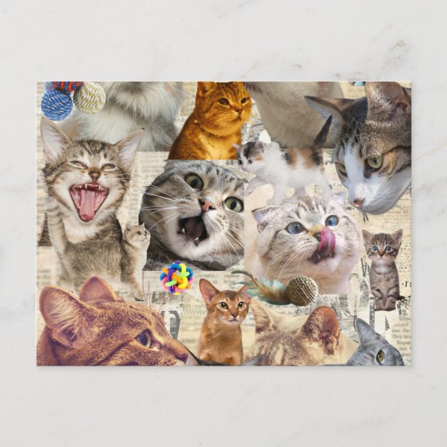 Cat Collage Postcard (Front)