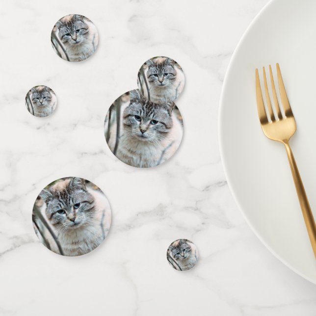 Cat Confetti (Group)
