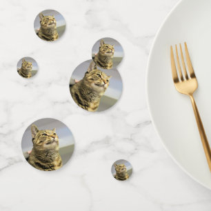 Cat     confetti