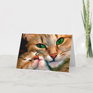 Cat cuddles. card