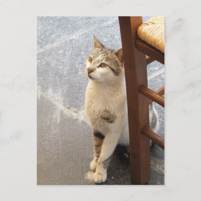 Cat custom postcard (Front)