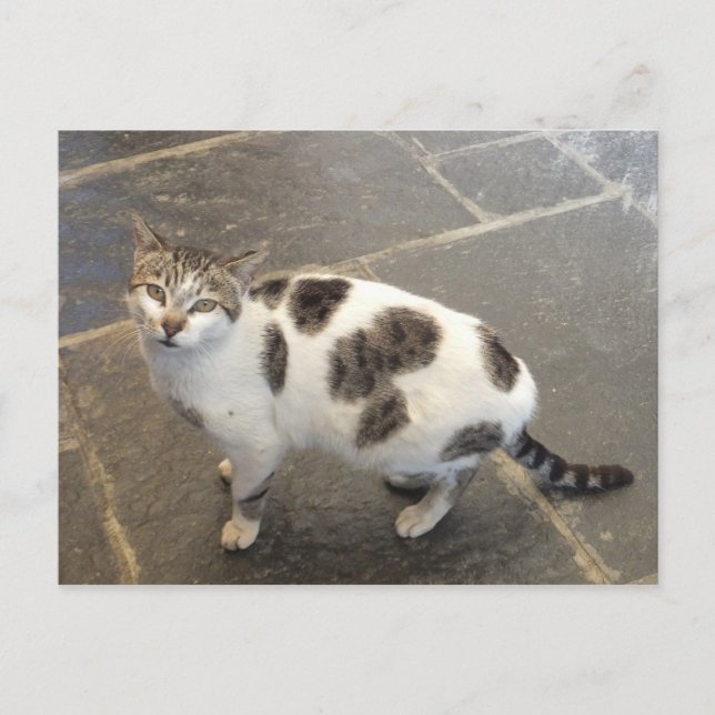 Cat custom postcard (Front)